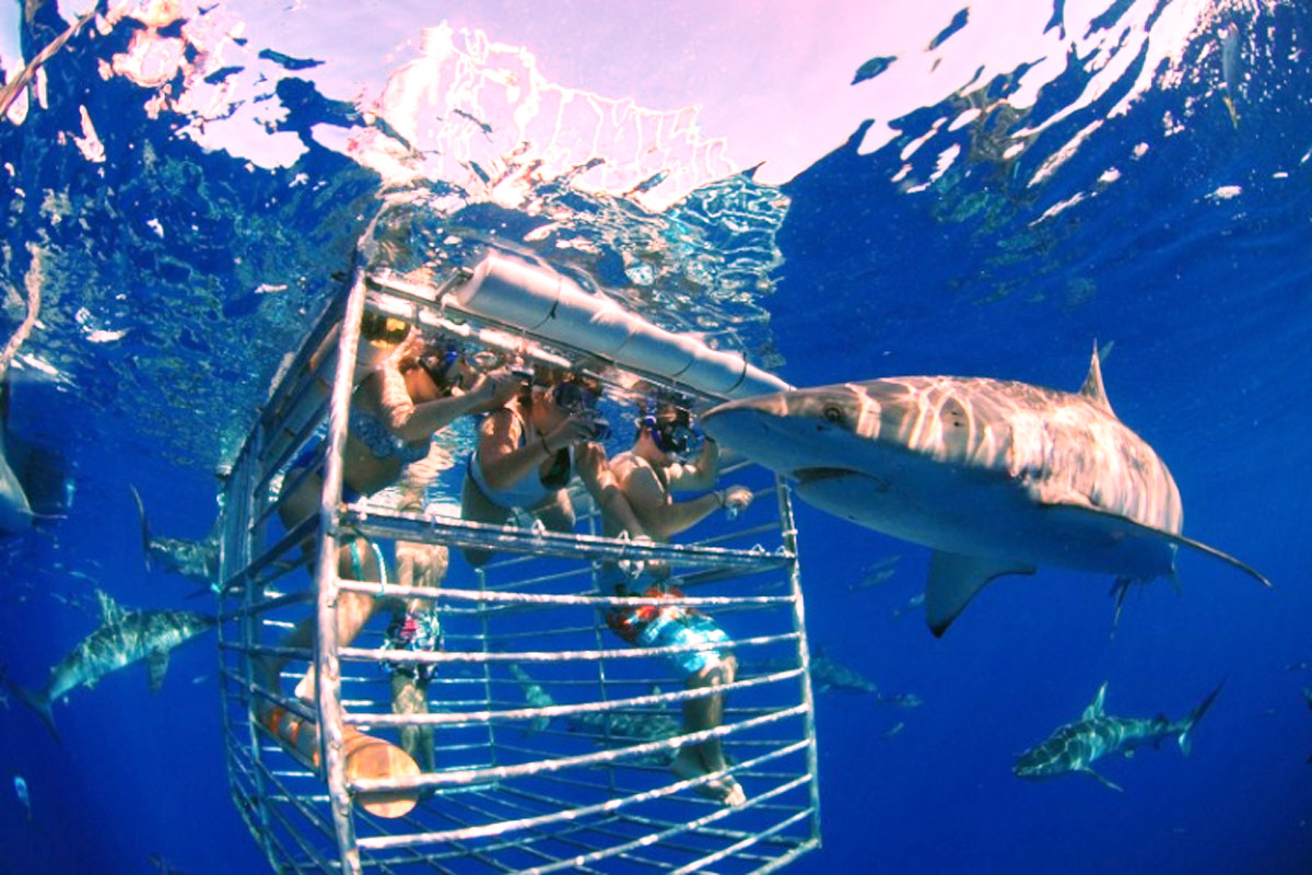20 Places Where You Can Really Swim With Sharks | Add to Bucketlist