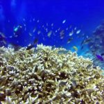 Tubbataha Reef