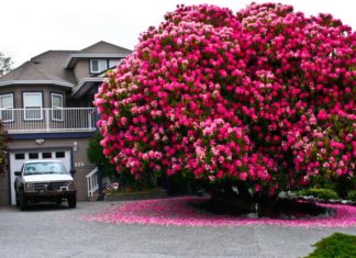 15 Most Spectacular Trees in the World
