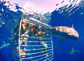 20 Places Where You Can Really Swim With Sharks