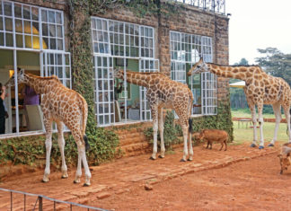 25 Hotels Around The World Perfect For Animal Lovers