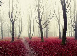 20 Of The Most Beautiful (And Mysterious) Forests In The World