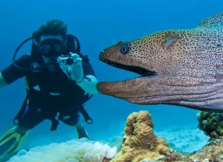 12 Most Dangerous Sea Creatures Divers Should Know