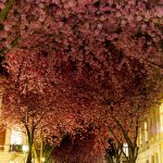amazing-tree-tunnels-1