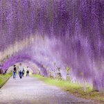 amazing-tree-tunnels-3-2