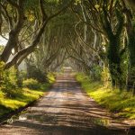 amazing-tree-tunnels-9-2
