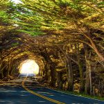 tree-tunnel-california