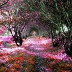 tree-tunnel-sena-spain