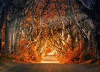 19 Magical Tree Tunnels You Should See