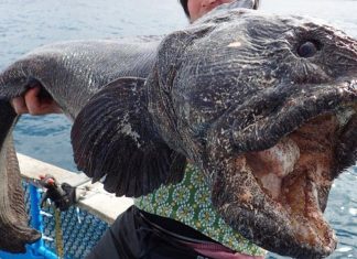 10 Unbelievable Creatures Found After Tsunamis