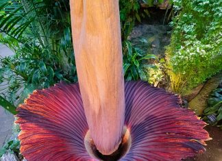 10 Most Unusual But Unique Flowers On Earth