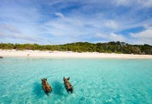 15 Best Things To Do In The Bahamas