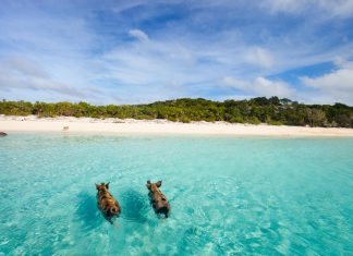 15 Best Things To Do In The Bahamas