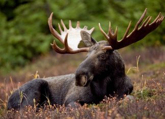 Spot These 10 Awesome Animals In U.S. National Parks