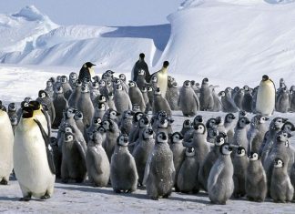 15 wildlife wonders you must experience