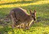 12 amazing Australian animals animals