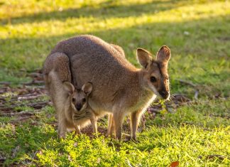 12 amazing Australian animals animals