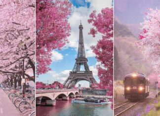 The 14 Best Places to See Cherry Blossoms