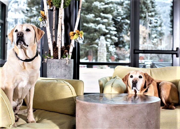 pet-friendly