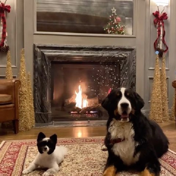 pet-friendly