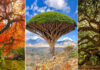 The Most Awe-Inspiring Trees On Earth