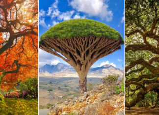 The Most Awe-Inspiring Trees On Earth