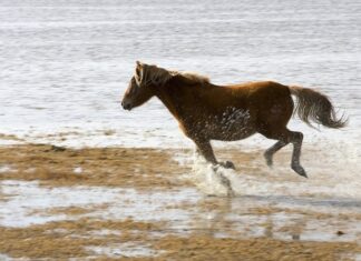 30 Spectacular American Islands You Should Explore American islands