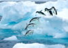 The Most Beautiful Places in Antarctica
