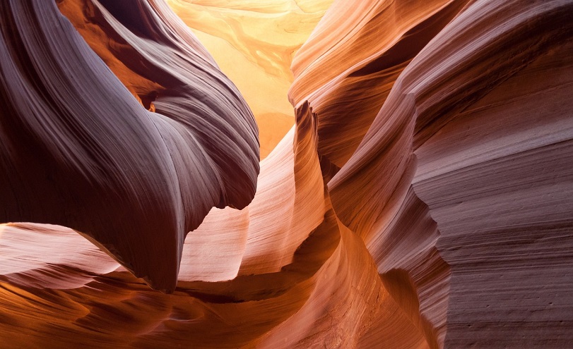 Antelope